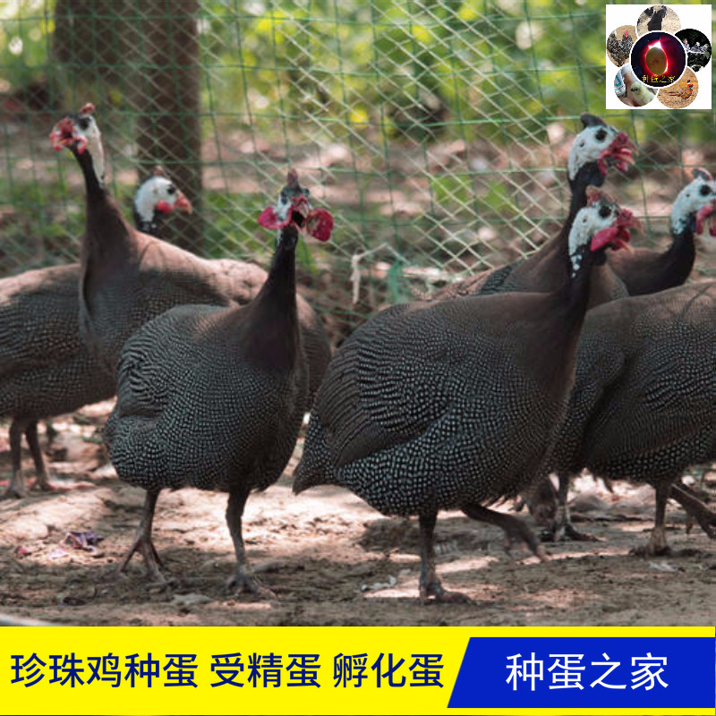 正宗珍珠鸡种蛋受精蛋可孵化蛋非洲几内亚鸟蛋破损包赔食用蛋包邮