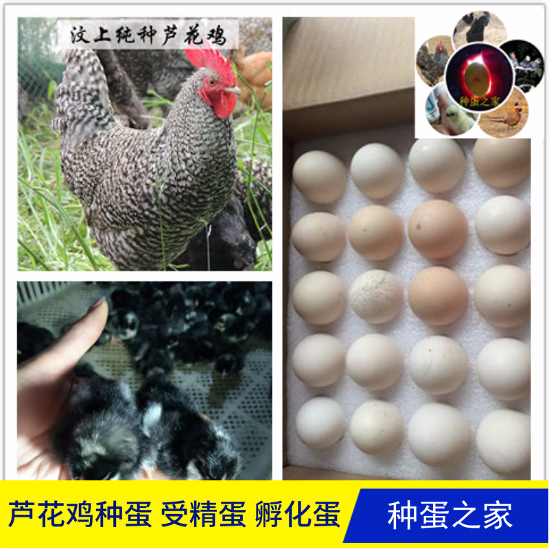 正宗芦花鸡种蛋受精蛋可孵化蛋受精高出壳多新鲜食用破损包赔包邮