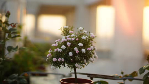 树状月季棒棒糖2火焰姬桃白等等