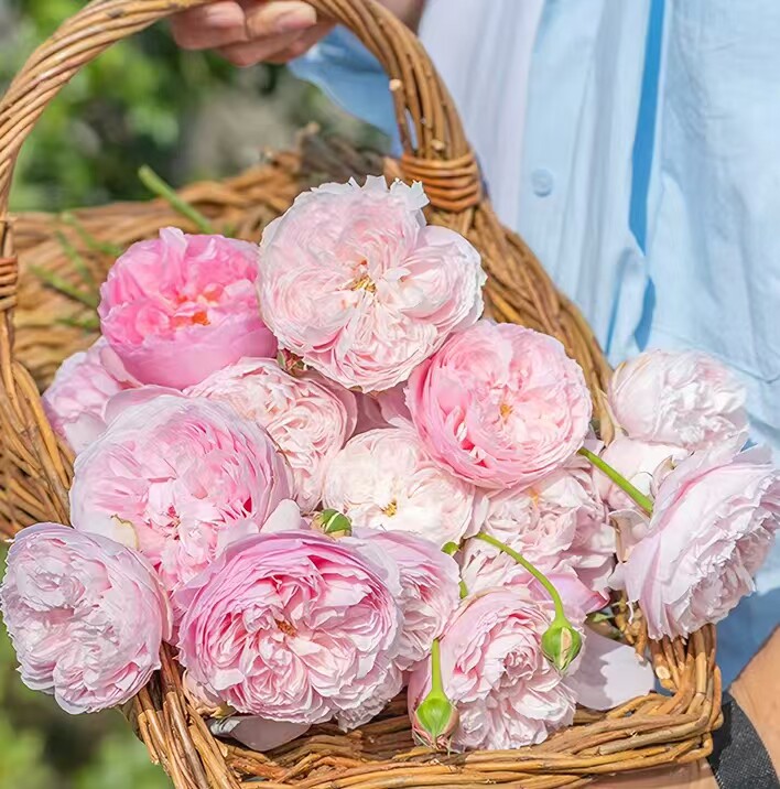 新品月季彤管 根接苗 丰花浓香 抗病好勤花
