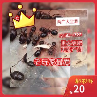 蚂蚁活体科普教育冲量特惠 宠物蚂蚁 全异巨首蚁 盲切叶蚁
