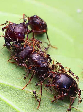 全异 全异巨首蚁 全异盲切叶蚁 广西产地