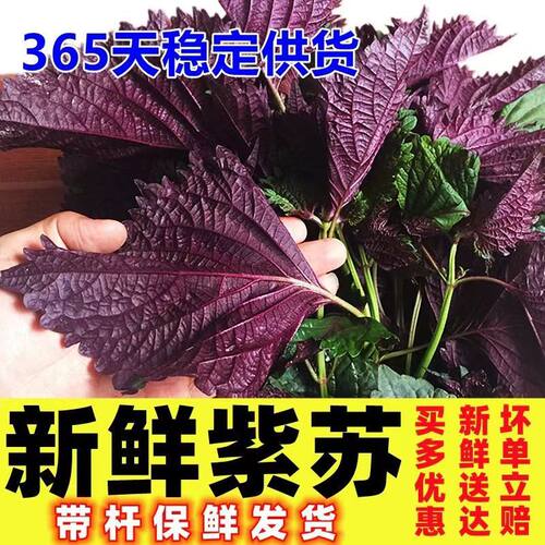 紫苏叶新鲜食用烤肉煎肉东北特产现摘蔬菜粘豆包叶蘸酱菜苏子叶