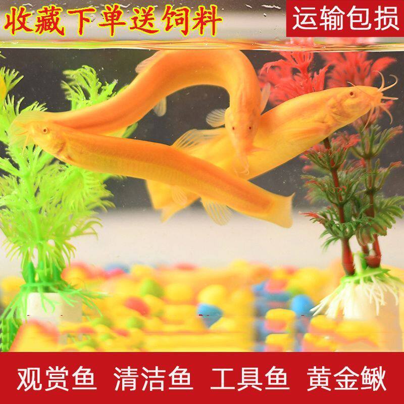 花景鱼艺黄金泥鳅金龙鳅观赏新手鱼缸清道夫清洁鱼缸好养活其他