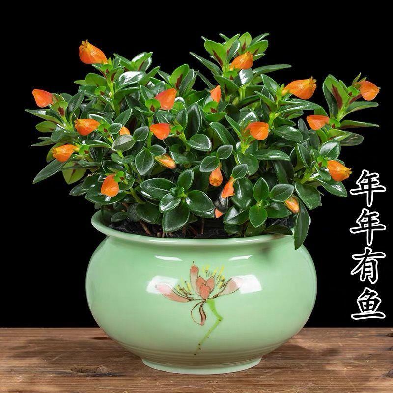 金鱼花吊兰金鱼花盆栽金鱼花带花苞室内四季常青绿植花卉四季开花