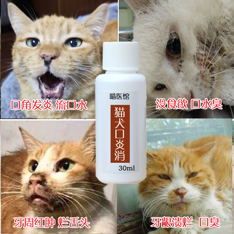 猫口炎流口水猫烂嘴猫狗口腔溃疡