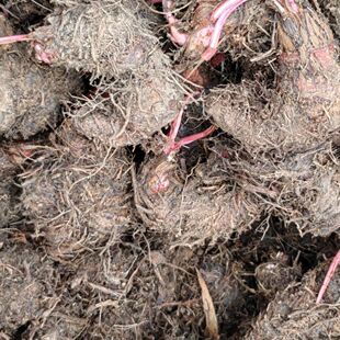 现挖新生贵州苗药地马蜂草药紫参草血竭拳参一口血地蜂子马蜂医用