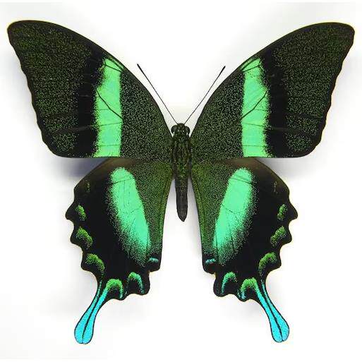 印尼爱神凤蝶碧凤蝶蓝尾翠凤蝶真蝴蝶原蝶标本动物展翅相框礼物