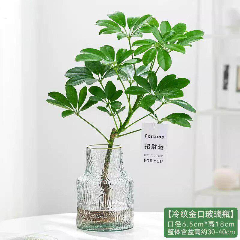 水培植物鸭脚木八方来财水培绿植室内办公室桌面盆栽四季常绿好养