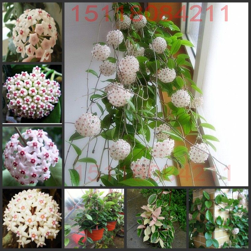 速发球兰花大盆栽 金边球兰苗绿叶植物绿苗垂吊攀爬苗叶心叶台花