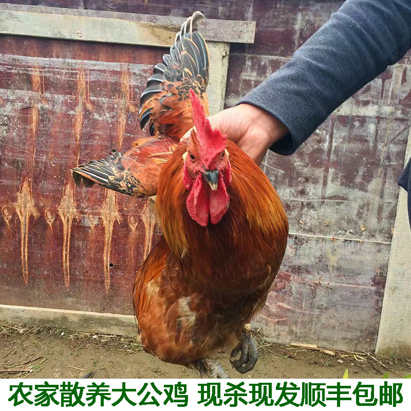 农村土鸡散养新鲜整只