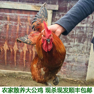 农村自养大公鸡鸡肉新鲜老公鸡笨鸡整只鸡土鸡农家散养土公鸡活鸡