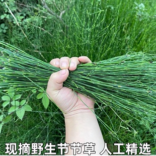 新鲜锁眉草笔杆草节骨草锉草问荆节节草野生土木贼草现采包邮
