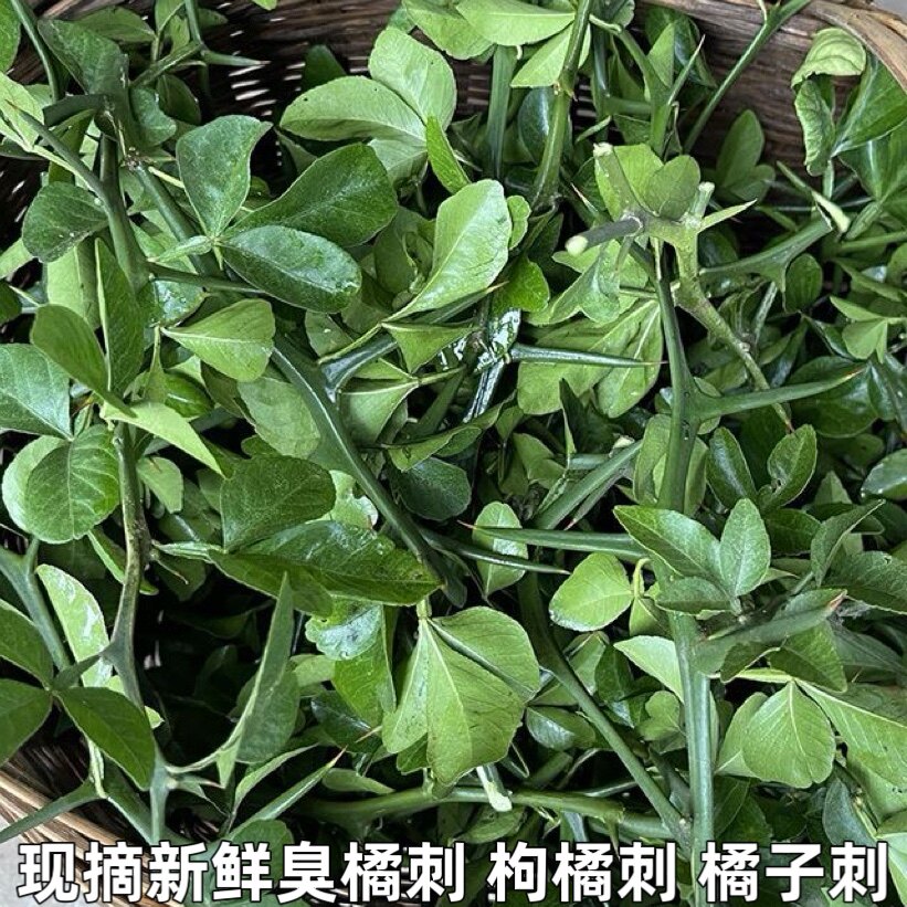 枸橘刺现采积实刺枳壳苗柑桔刺橘子带刺可煮水新鲜橘子刺臭橘刺
