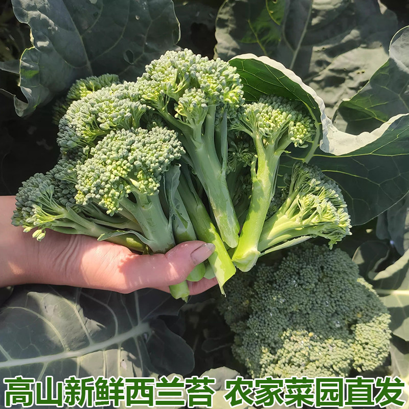 西兰花苔新鲜蔬菜西兰苔青花苔小西兰花菜苔湖北高山时令蔬菜