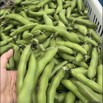 湖北农家新鲜生大绿心带壳蚕豆米嫩胡罗汉豆角青豆夹时令蔬菜