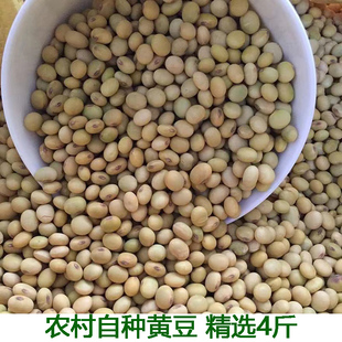 老品种黄豆农家自种笨黄豆新黄豆东北农家自种打豆浆生豆芽