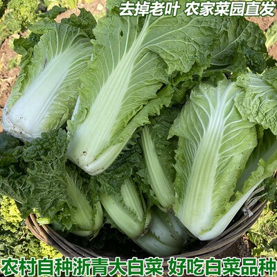 湖北农家自种大白菜浙青19号白菜