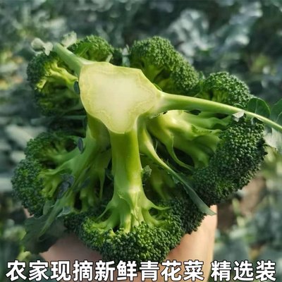 农家现摘绿花菜花椰菜现采现发农家自种西蓝花新鲜西蓝花青花菜