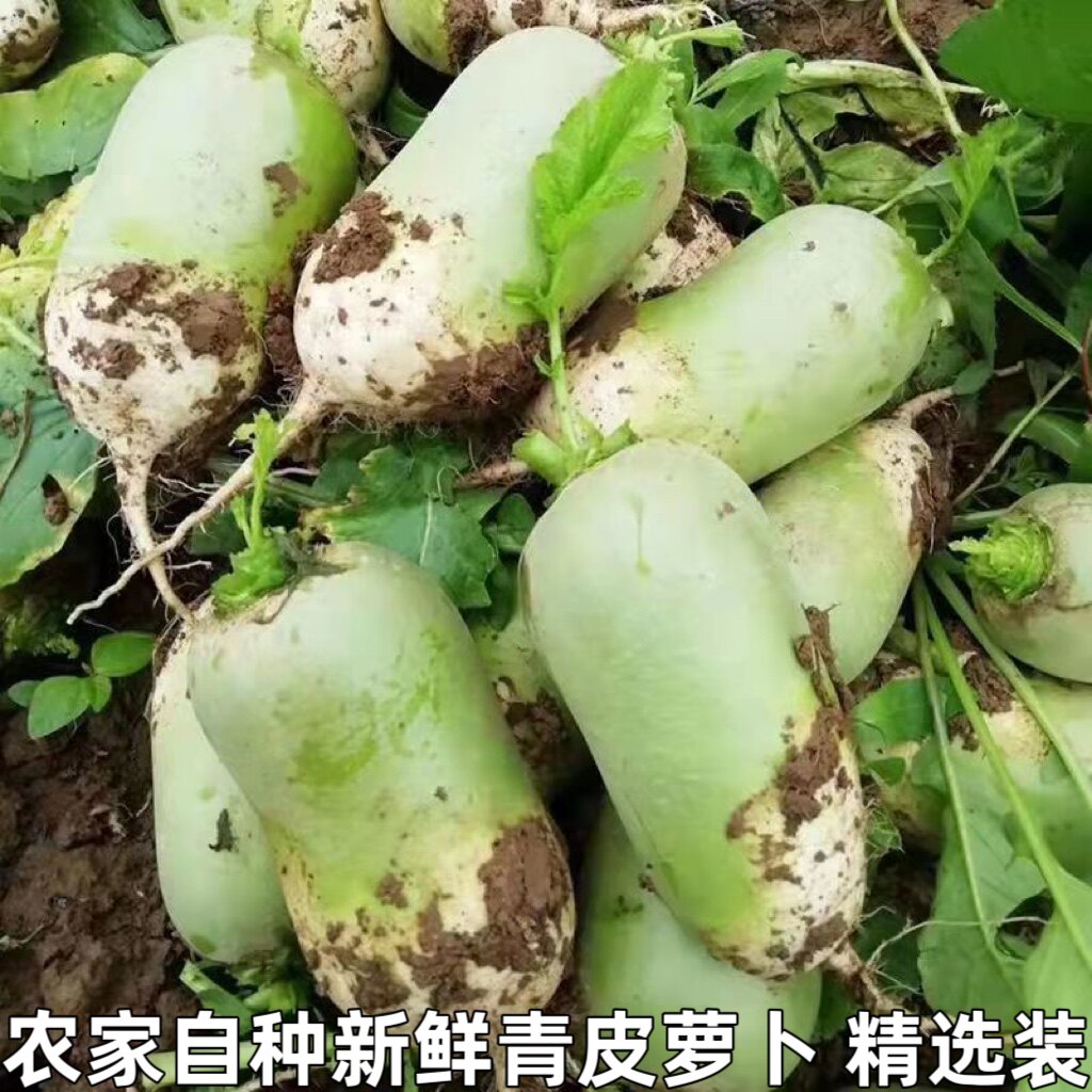新鲜青皮萝卜青萝卜水果萝卜生吃萝卜/胡萝卜