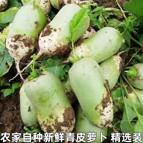 新鲜青皮萝卜青萝卜水果萝卜生吃甜脆萝卜新鲜当季时令蔬菜包邮