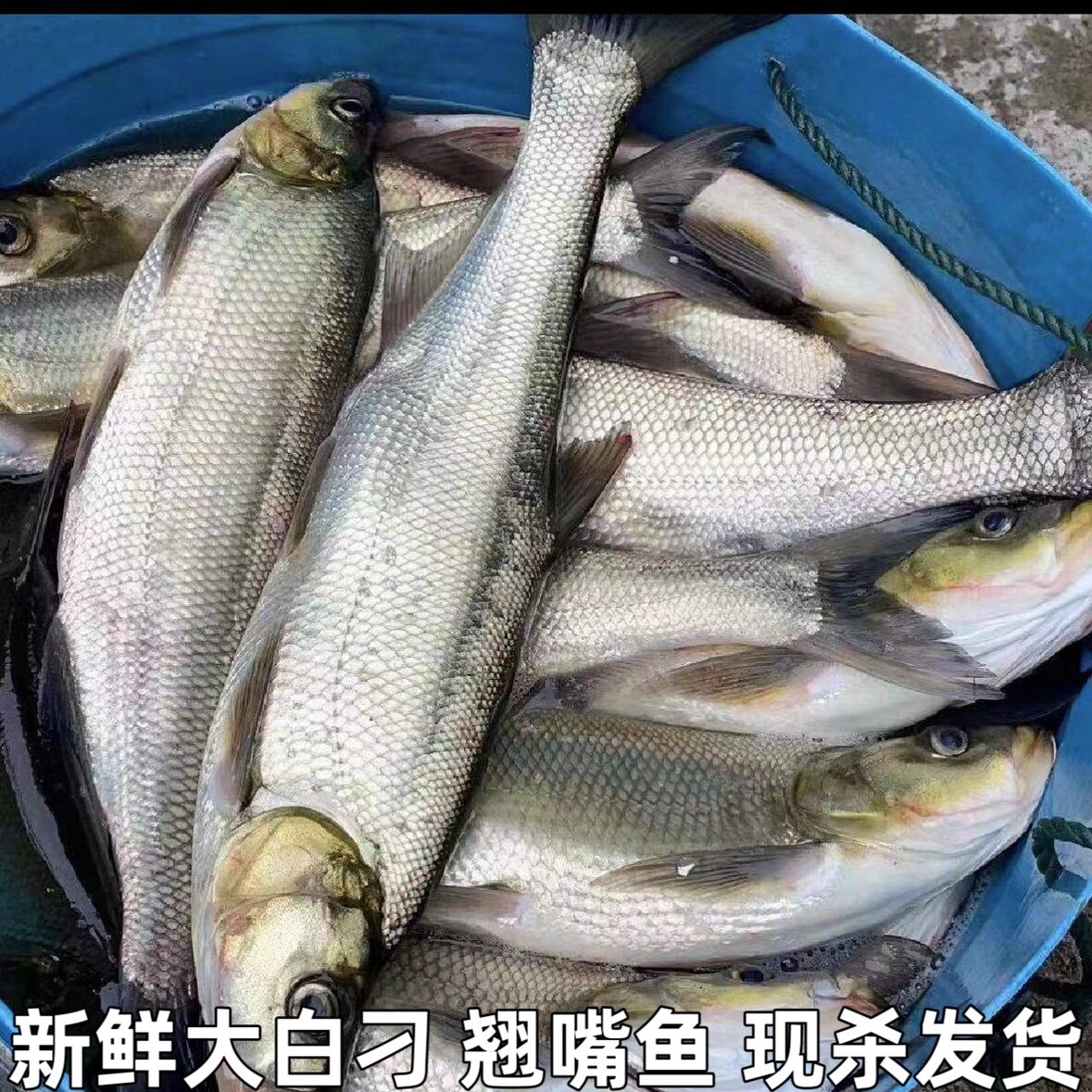 新鲜翘嘴白鱼大翘嘴鱼刁子鱼大白刁翘嘴鱼大白鱼淡水鱼湖北包邮