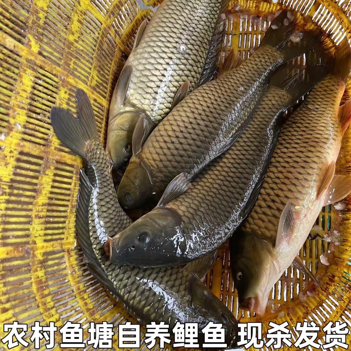 湖北农家鱼塘新鲜四鼻鲤鱼小鲤鱼淡水鱼大鲤鱼鲜鲤鱼现杀包邮