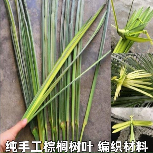 蝴蝶蚂蚱等棕编材料diy现采摘10根包邮新鲜棕榈叶棕树叶棕芯编织