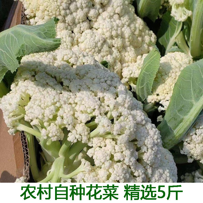 新鲜现摘菜花散菜花松花菜苗子青梗菜有菜花春季四季青菜时令蔬菜