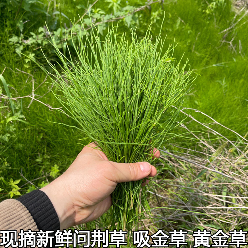 新鲜问荆草吸金草黄金草农村现摘