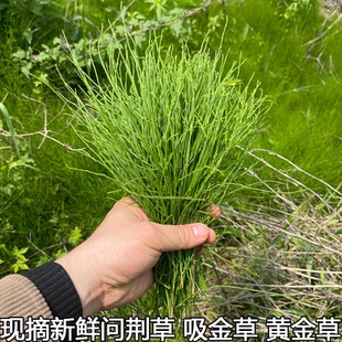 新鲜问荆草吸金草黄金草农村现摘现发鲜草包邮