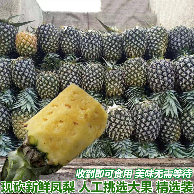 金钻凤梨新鲜水果树上熟青蜜凤梨香水菠萝特产大果手撕无眼整箱