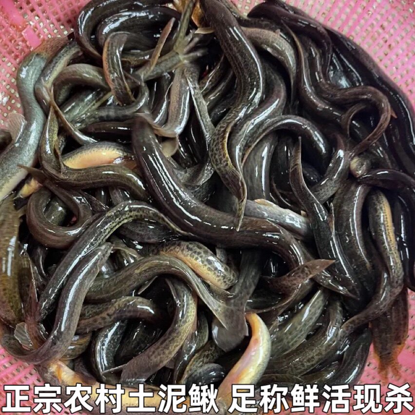 泥鳅鲜活淡水青鳅黄板鳅鱼钓青鱼鳅小泥鳅新鲜农村泥鳅鱼包邮