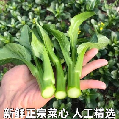 菜心新鲜菜心仔小菜正宗菜心苗菜杆菜苔小青菜生吃即食蔬菜菜心苗