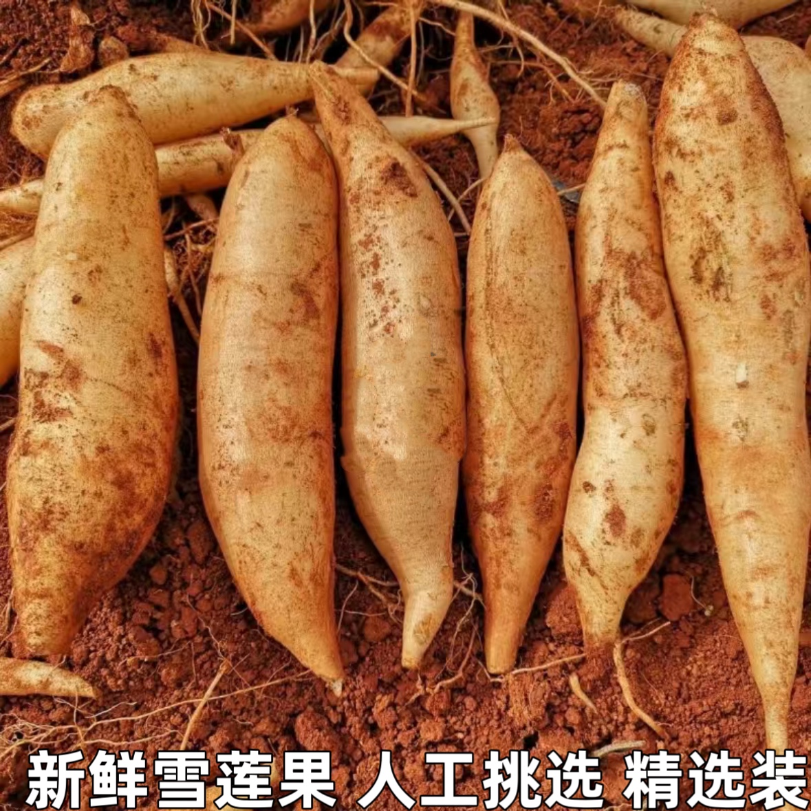 天山雪莲果云南孕妇红心雪连果新鲜水果应季水果整箱精选装包邮