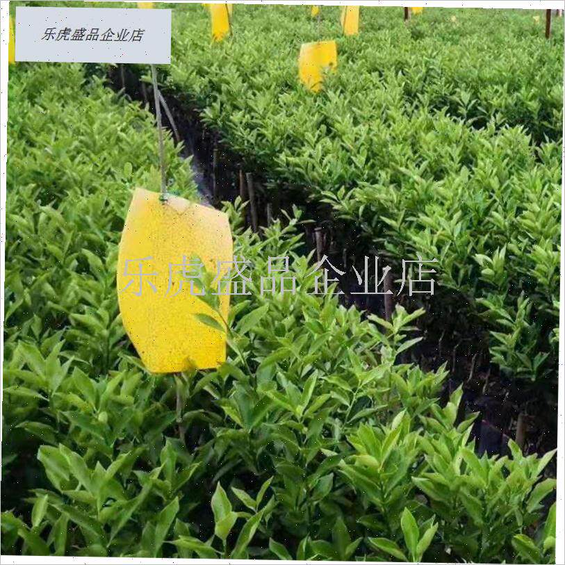 第四代大叶c新品滑皮脆皮嫁接金桔苗脆蜜金柑花果同树庭院盆栽地.