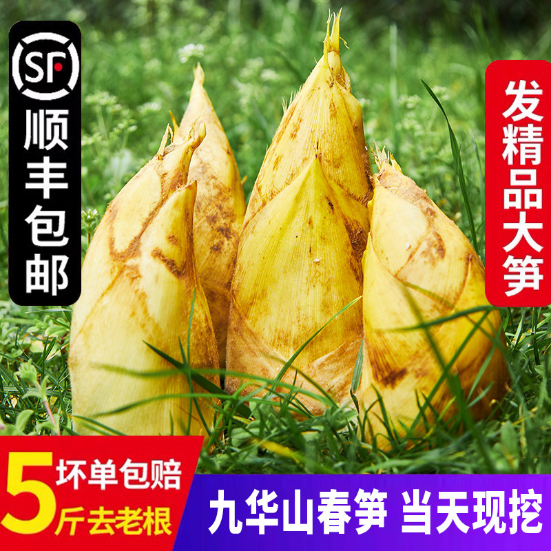 冬笋新鲜现挖野生毛竹笋莫干山农家野生新鲜冬笋新鲜笋顺丰包邮