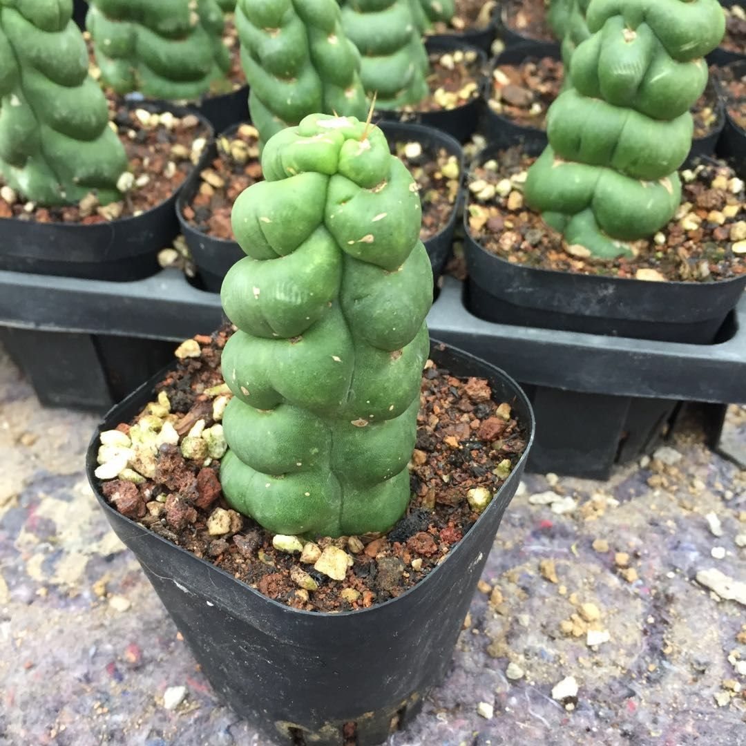绿竹多肉绿竹仙人柱竹节型螺旋仙人掌植物盆栽多肉植物