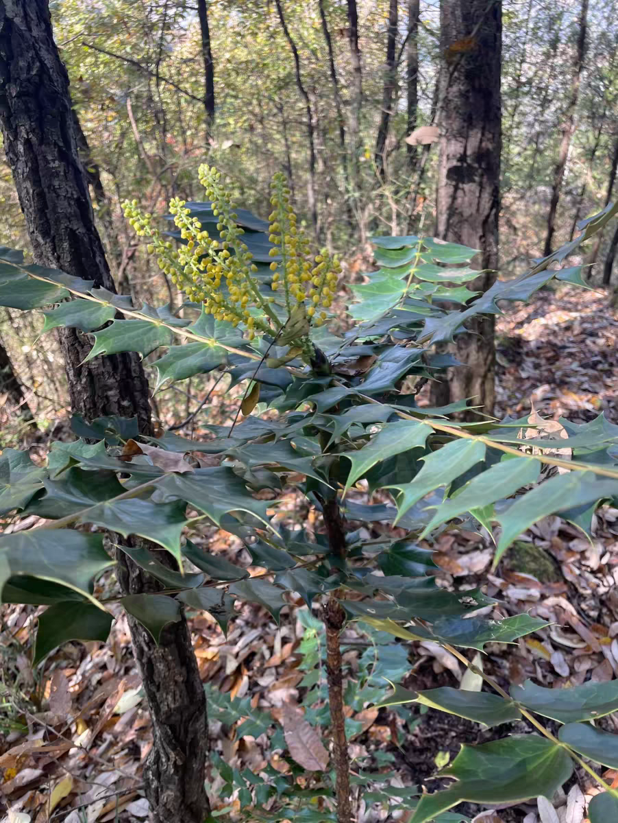 十大功劳树苗刺黄连中药材土黄柏四季绿植盆景阳台庭院景观树现挖