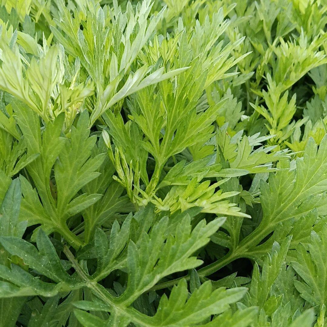 艾草新鲜食用清明草艾蒿当季蔬菜生艾草叶艾糍粑青团现摘嫩艾叶