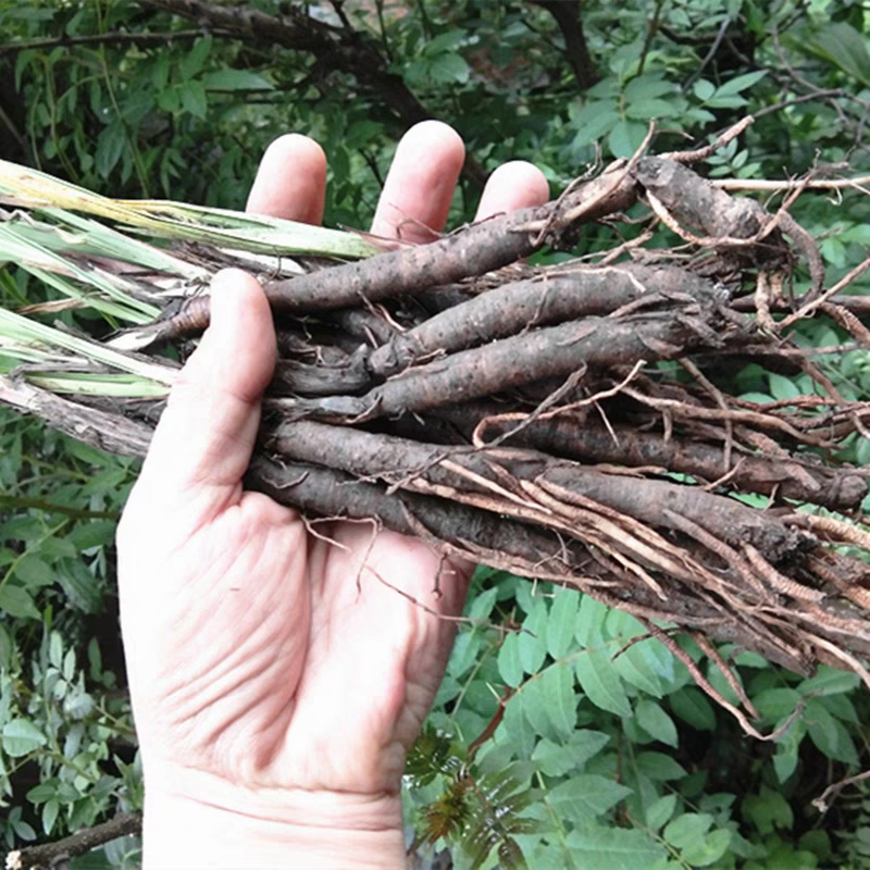 食用仙茅草根 泡酒中药材新鲜独脚仙茅苗地棕根独角仙矛500克包邮