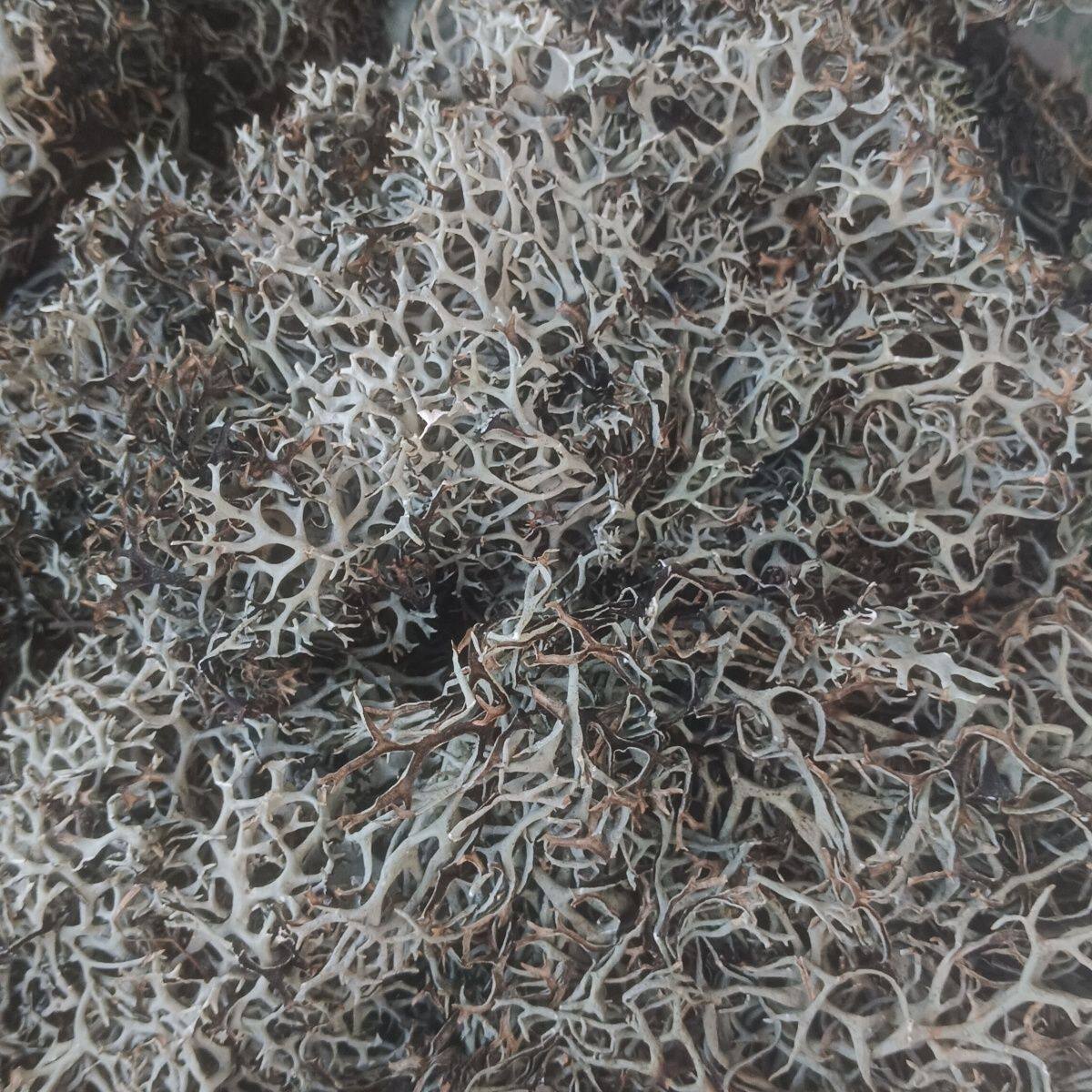 云南黑树花灰树花树花菜树皮树胡子 干货树毛菜黑树花