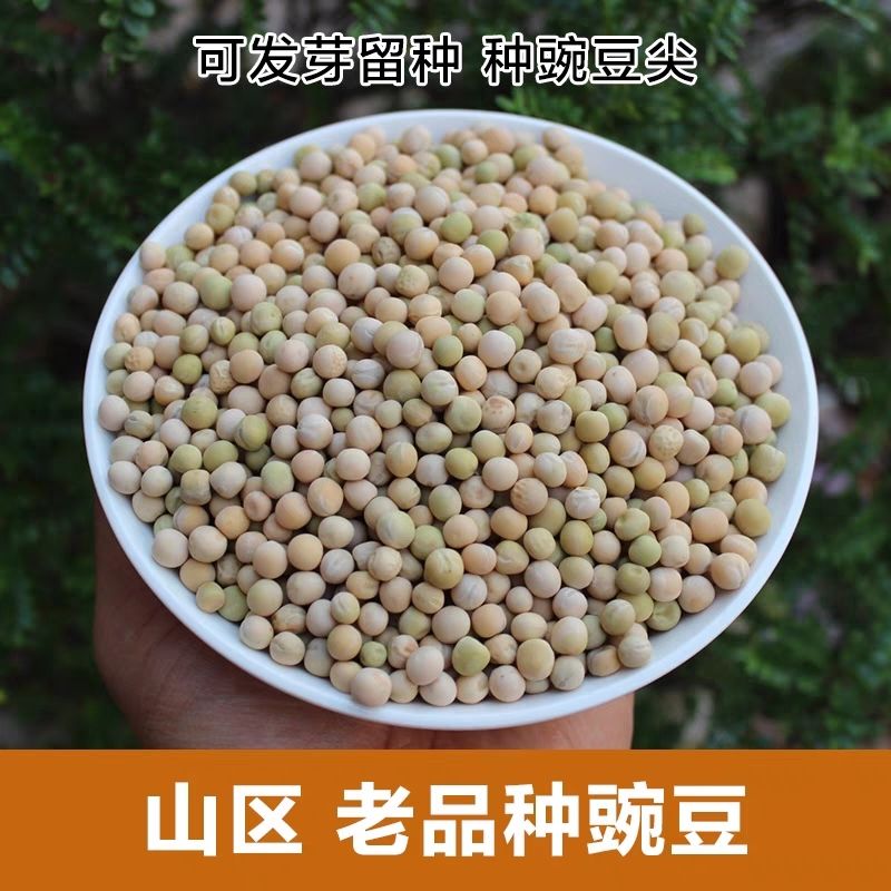 云南哀牢山老品种豌豆生豌豆1kg豌豆尖豌豆苗种子