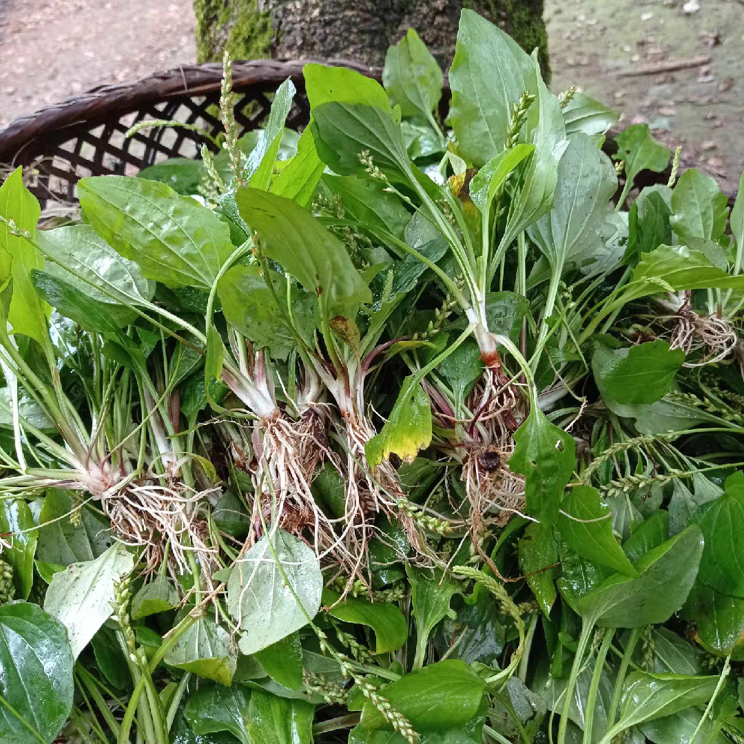 云南新鲜车前草现采天然车轮草茶整株带根鲜货车轮菜