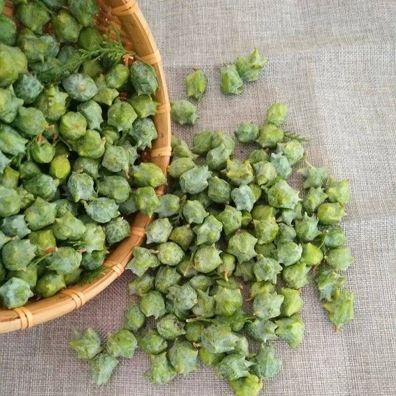 大山现采摘侧柏果露天散装新鲜柏树籽柏铃子现发柏籽壳助眠枕头芯