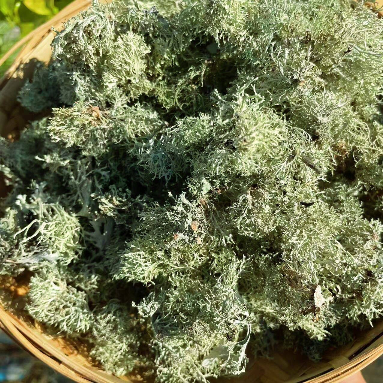 云南野生树花菜 山茅野菜凉拌菜树花树胡子 云南特产干货500克