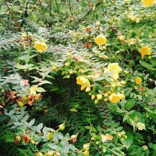 云南纯天然新鲜中草药材打破碗花打网花茶新鲜纯天然特级中草药材