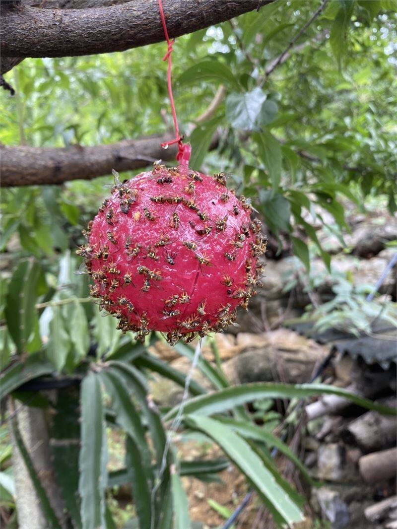 高档粘虫板树上橘子树虫款小新农作物黄板小食蝇诱球养殖场果奢华