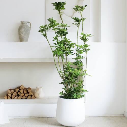 鸭脚木绿植室内客厅阳台大盆栽落地大型乔迁新房造型植物八方来财