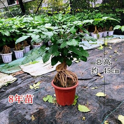 幸福树老桩提根小盆栽放室内摆放净空气
